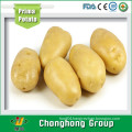 [HOT] price of fresh potatoes/holland potato price